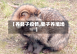 【养貉子疫情,貉子养殖场】