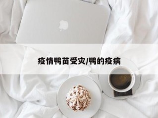 疫情鸭苗受灾/鸭的疫病