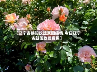 【辽宁省朝阳玫瑰家园疫情,今日辽宁省朝阳玫瑰费用】