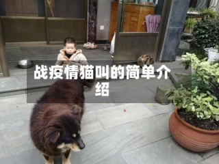 战疫情猫叫的简单介绍