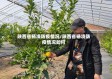 陕西省杨凌防疫情况/陕西省杨凌防疫情况如何
