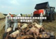 【吉林省生猪疫情状况,吉林省生猪疫情状况如何】