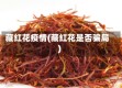 藏红花疫情(藏红花是否骗局)