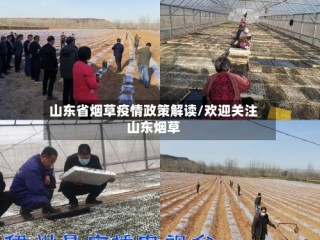 山东省烟草疫情政策解读/欢迎关注山东烟草