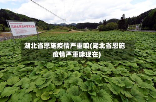 湖北省恩施疫情严重嘛(湖北省恩施疫情严重嘛现在)-第2张图片