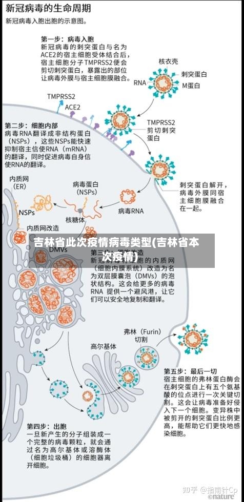吉林省此次疫情病毒类型(吉林省本次疫情)-第2张图片