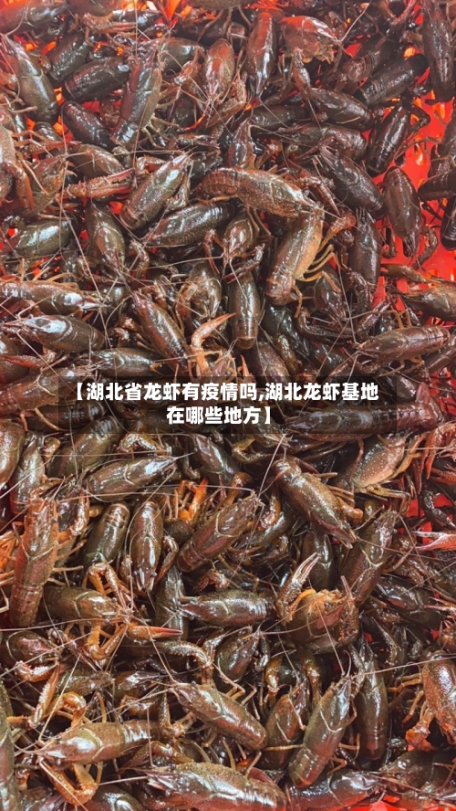 【湖北省龙虾有疫情吗,湖北龙虾基地在哪些地方】-第3张图片