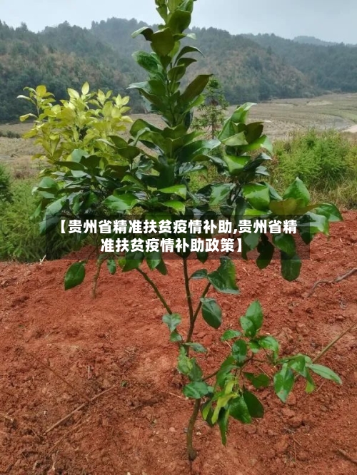 【贵州省精准扶贫疫情补助,贵州省精准扶贫疫情补助政策】-第2张图片