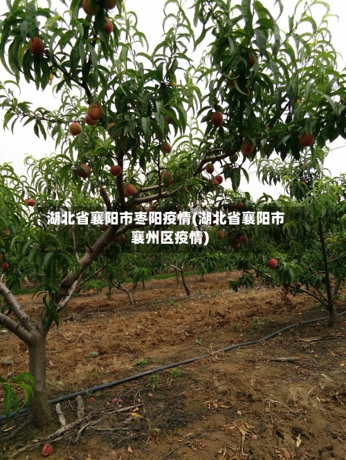 湖北省襄阳市枣阳疫情(湖北省襄阳市襄州区疫情)-第1张图片