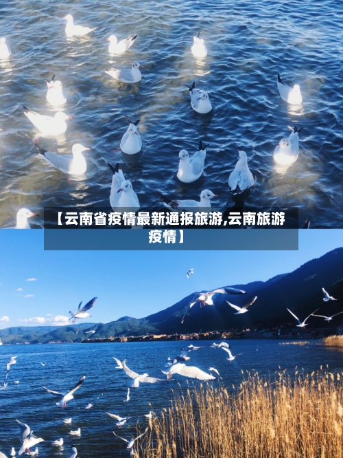 【云南省疫情最新通报旅游,云南旅游 疫情】-第1张图片
