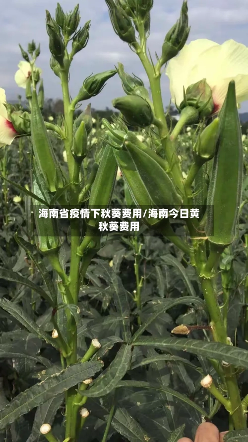 海南省疫情下秋葵费用/海南今日黄秋葵费用-第1张图片
