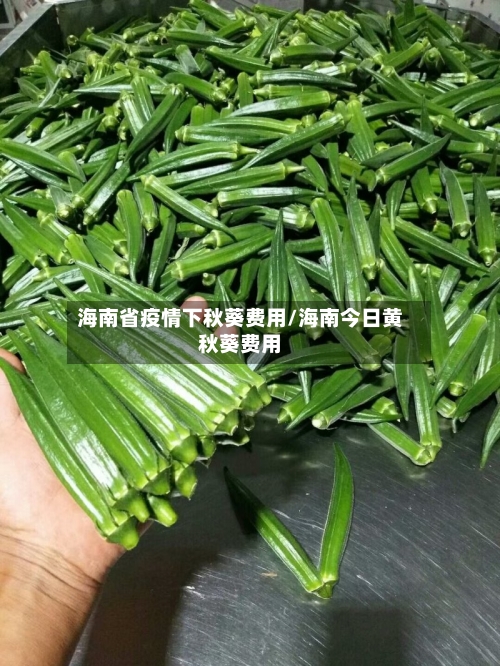 海南省疫情下秋葵费用/海南今日黄秋葵费用-第3张图片