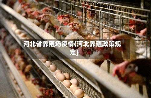 河北省养殖场疫情(河北养殖政策规定)-第2张图片
