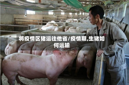将疫情区猪运往他省/疫情期,生猪如何运输-第3张图片