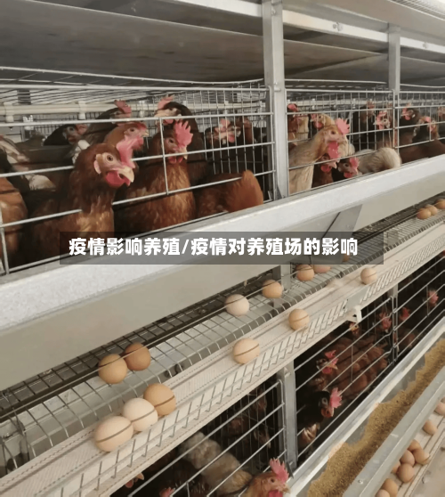 疫情影响养殖/疫情对养殖场的影响-第1张图片