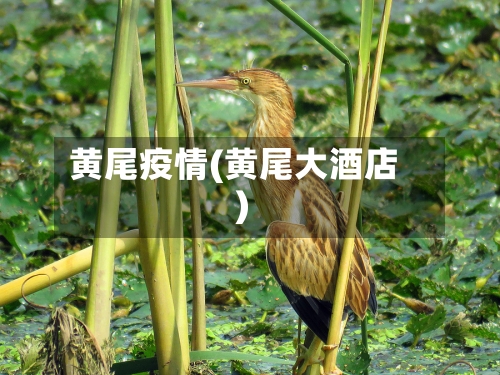 黄尾疫情(黄尾大酒店)-第1张图片