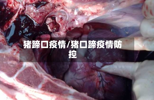 猪蹄口疫情/猪口蹄疫情防控-第1张图片