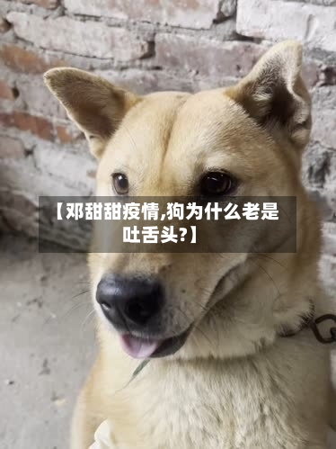 【邓甜甜疫情,狗为什么老是吐舌头?】-第2张图片