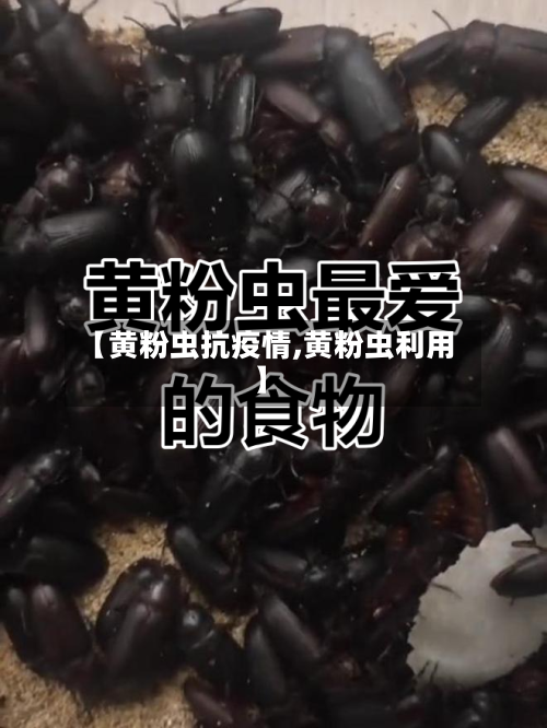 【黄粉虫抗疫情,黄粉虫利用】-第1张图片