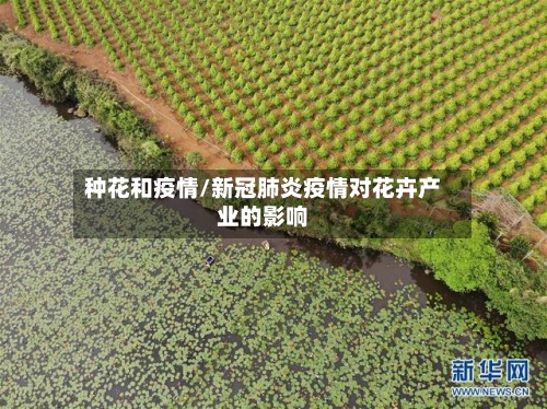 种花和疫情/新冠肺炎疫情对花卉产业的影响-第2张图片