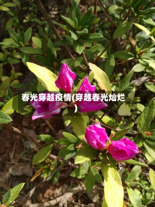 春光穿越疫情(穿越春光灿烂)-第3张图片