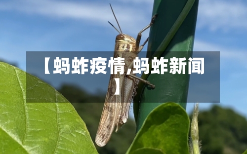 【蚂蚱疫情,蚂蚱新闻】-第3张图片